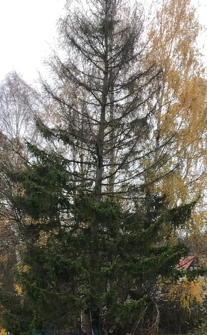 Ziemlich vertrocknet da oben